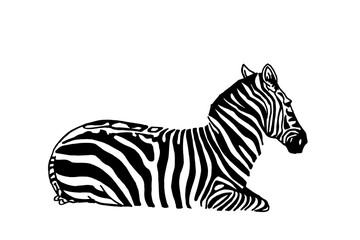 Fototapeta na wymiar Vector zebra sitting, graphical illustration