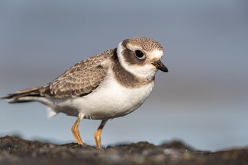 Close-up of a young common ringed plover