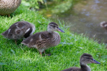 Young Mallard Duck in the Park