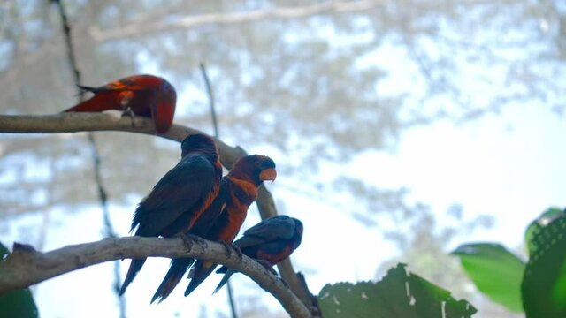 Group of parrots lory with blue and black feathers seated on a tree branch