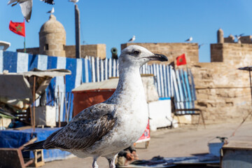 Sea gulls at the port of Essaouira, Morocco