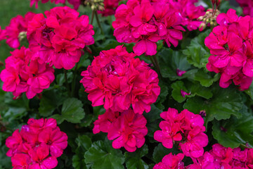 Geranium - geranien im Garten