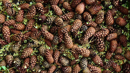 Fototapeta premium Background of lying pine cones 