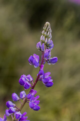Lupine flower