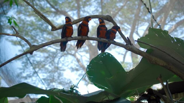 Group of parrots lory with blue and black feathers seated on a tree branch