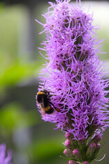 a bumblebee collect pollen on a purple flower liatris