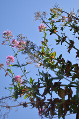 Tree blossom on blue sky