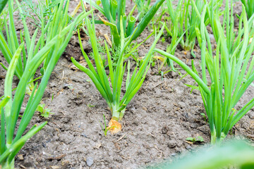 shoots of onion sevka close-up. Feathers of green onions growing on a bed in the soil. growing vegetables on an organic farm