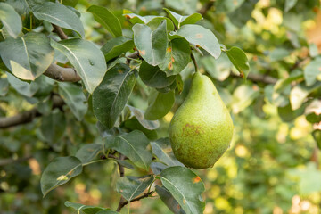 Green pear on tree branch in a garden