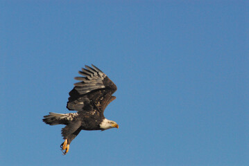 BIRDS- Oregon-  Close Up of an American Bald Eagle in Flight