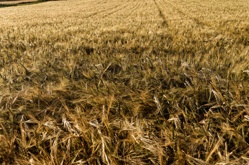 golden field of wheat in summer