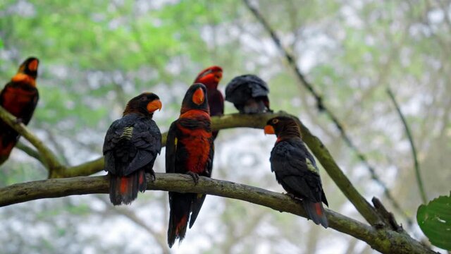 Group of parrots lory with blue and black feathers seated on a tree branch