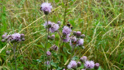 Insekten auf Blüten