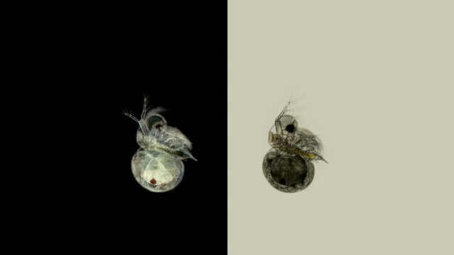 water flea Polyphemus pediculus under a microscope, predatory, detachment Cladocera, stands out with its large eye, which is looking for its victim. Very fast moving and social life, on the video is a