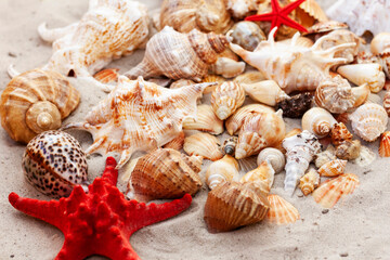 Seashells, sea stars,coral and stones on the sand, summer beach background travel concept with copy space for text.