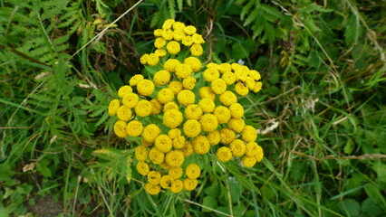 Insekten auf gelben Blüten