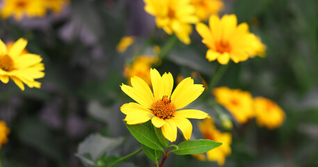 Yellow daisies close-up, green blurred background. Vegetable flowers