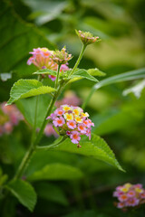 Multicolored Lantana flowers in the garden. Beautiful Colorful Hedge Flower, Weeping Lantana.