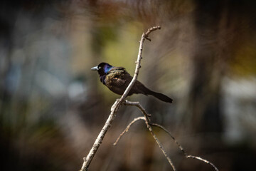 A bird sitting on a branch