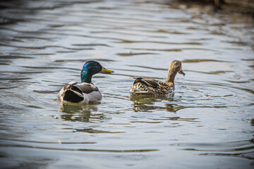 Two ducks swiming
