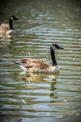 A goose in water