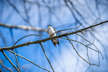 A bird sitting on a branch