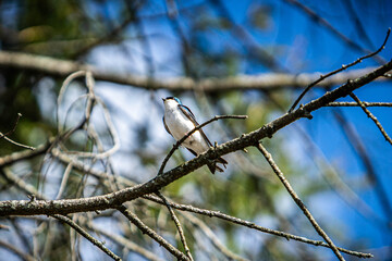 A bird sitting on a branch