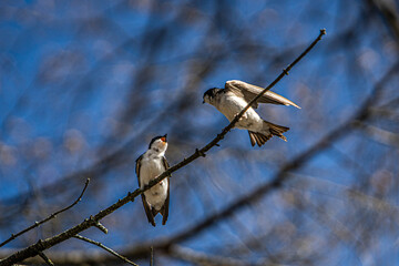 Two birds sitting on a branch chirping at eachother