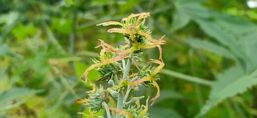 Bunch of wild flower in close up