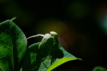 araign&eacute;e crabe blanche 