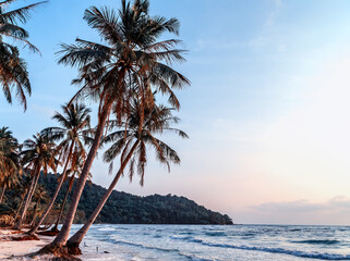 sunny tropical beach palm trees