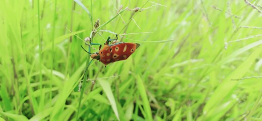Beautiful insect on a grass