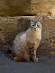 Cute blue eyed cat outside