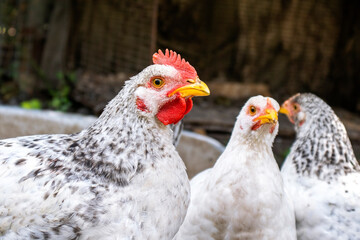 White chickens in the poultry house. Poultry. Agriculture concept.