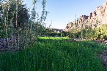 Beautiful Desert oasis landscape in Oasis De Fint near Ourzazate in Morocco, North Africa