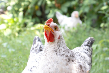 White chickens on the lawn. Poultry. Agriculture concept.