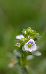 Petite fleur sauvage