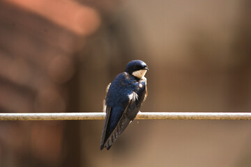 Passarinho azul  Little blue bird