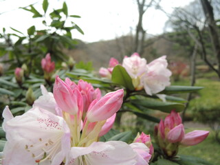 Obraz premium flowers