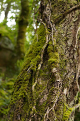 Moss on a tree trunk