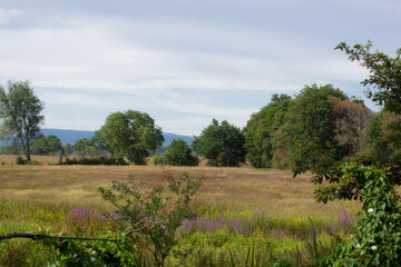 Paisaje con árboles y otro vegetación propia del humedal