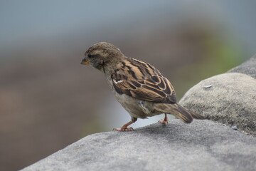 Sparrow sitting on a rock looking down