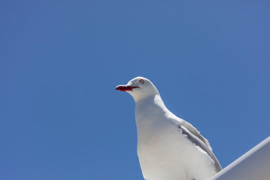 Red billed Gull in New Zealand