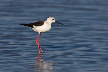 Black winged Stilt in water