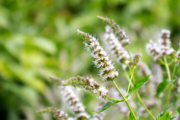 Blooming mint on a blurred green background. Health concept.
