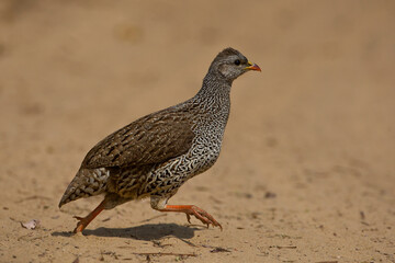 Natal Spurfowl in the wild