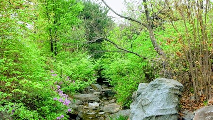 green moss on the rocks Seoul Korea