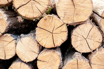Abstract background from wooden logs. Natural texture.