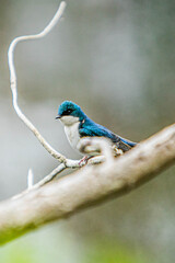 A bird sitting on tree