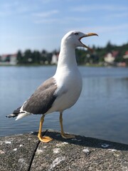 Gull in Iceland